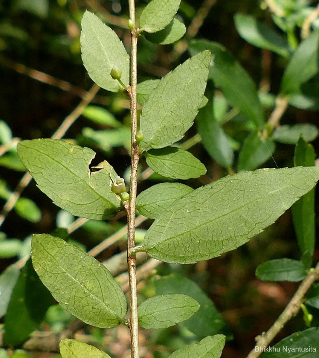 Rinorea decora (Trimen) Melch.